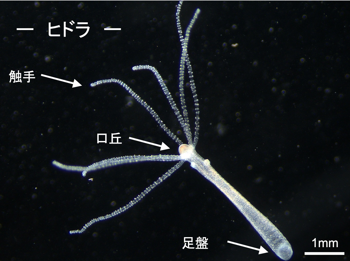 時間生物学研究室